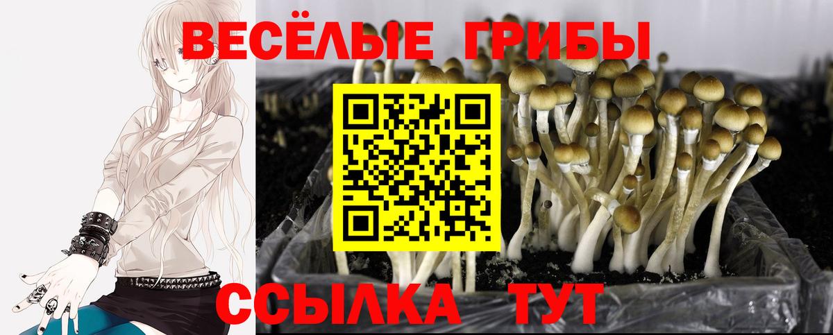 Галлюциногенные грибы прущие грибы  Вход с VPN  Ленинск-Кузнецкий 